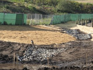 A bird stands on straw-covered ground near rocks at a construction site with green fencing in the background.