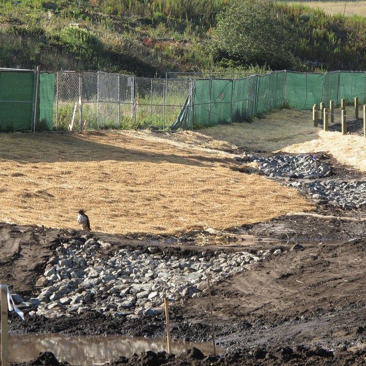 A bird stands on straw-covered ground near rocks at a construction or restoration site with green fencing.