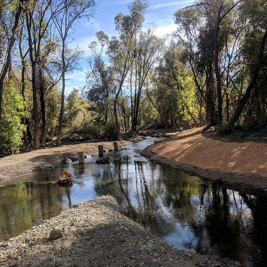 A calm stream flows through a forest with tall trees and a sandy bank under a blue sky.