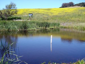 A calm pond with a measuring stick, tall grass, and yellow wildflowers on a sunny hillside in the background.