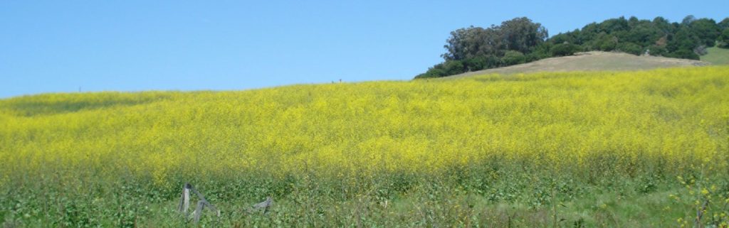 A grassy hill covered in yellow wildflowers under a clear blue sky, with trees in the background.