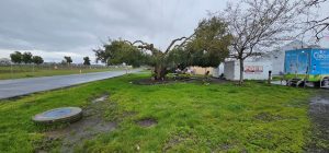 A large, gnarled tree stands on a grassy area beside a wet road under a cloudy sky.