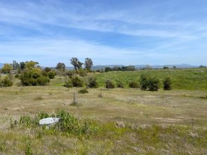 Grassy open field with scattered bushes, distant trees, and mountains under a blue sky with wispy clouds.