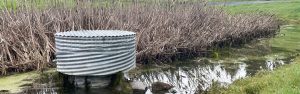 A metal culvert in a marshy area with tall brown reeds and water reflecting the surroundings.