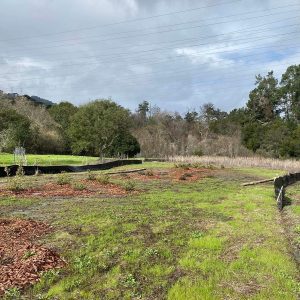 Open grassy field with patches of mulch, trees in the background, and a cloudy sky overhead.