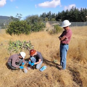 Three people in hard hats collect soil samples in a dry, grassy field with trees and hills in the background.