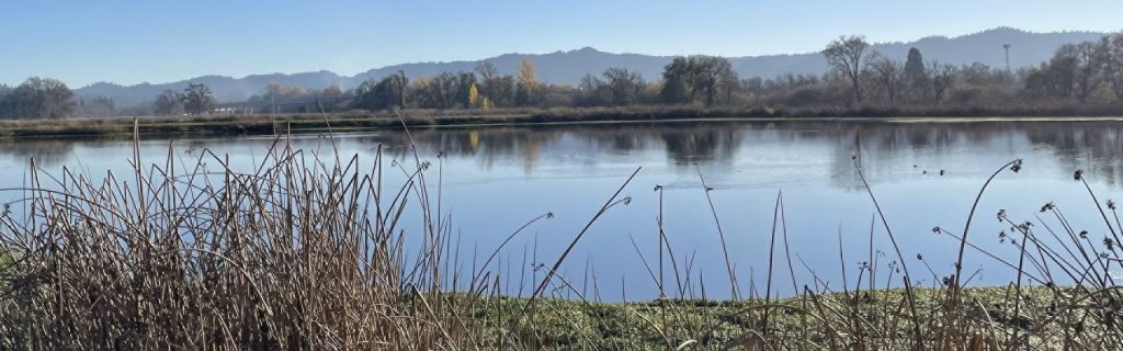 A calm lake with ducks, reeds in the foreground, and distant trees and mountains under a clear blue sky.