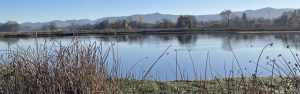 A calm lake with ducks, reeds in the foreground, and distant trees and mountains under a clear blue sky.